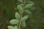 Hairy small-leaf ticktrefoil